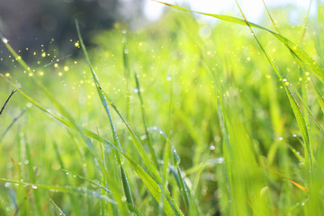 Background of morning dew drops on spring bright green grass. selective focus
