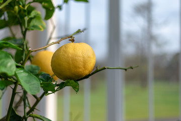 Golden lemon fruit on the branches