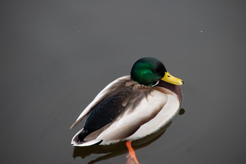 Ente Erpel Stockente hochauflösendes Foto