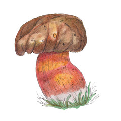 Original lurid boletus.