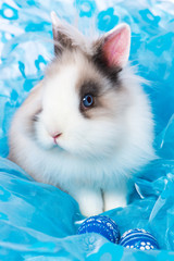 Cute dwarf rabbit