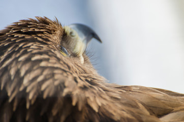 bird of prey