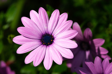 Obraz premium glowing pink flower