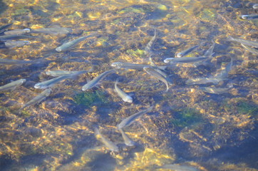 Obraz premium Pack of sea fishes.