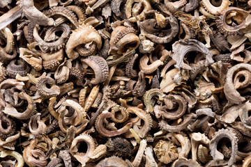 High quality seeds of beautiful calendula, flower in a texture form for your personal garden. Can be used by seed producers for create new exquisite packaging with on seed background. 