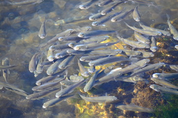Pack of sea fishes.