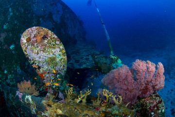 Corals on an underwater shipwreck in a tropical ocean