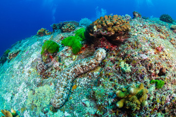 Large Sea Cucumber on a coral reef