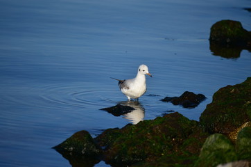 Seagull and sea.