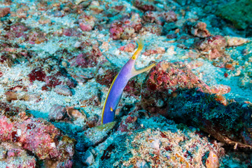 Naklejka na ściany i meble Colorful Ribbon Eel on a tropical coral reef