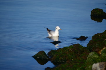 Seagull and sea.