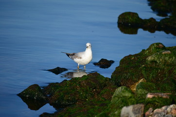 Seagull and sea.