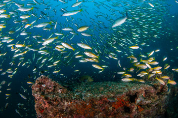 Fototapeta na wymiar Tropical fish around an underwater shipwreck in the Andaman Sea