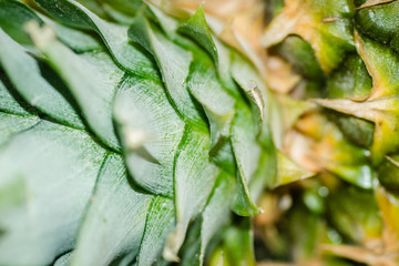 Natural colored bark of fresh pineapple
