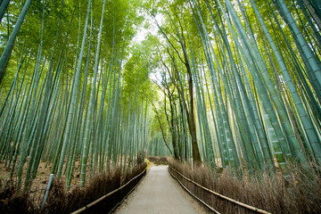 Bamboo Forest Arashiyama, kyoto Japan
