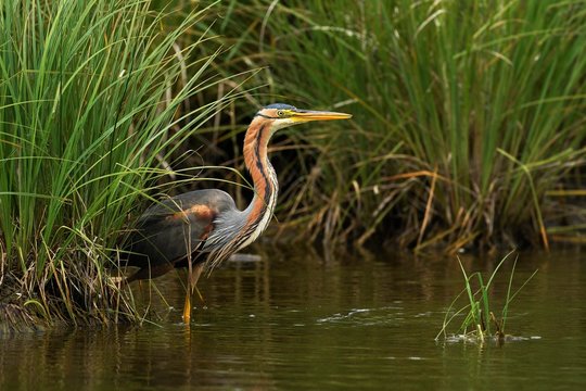 Purple heron (Ardea purpurea), standing near in the reed border, Neuchatel, Switzerland, Europe