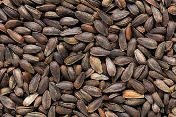 High quality seeds of arctotic, flower in a texture form for your personal garden. Can be used by seed producers for create new exquisite packaging with seed on background. 