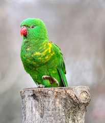  scaly-breasted lorikeet with bokeh background