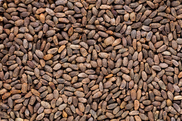 High quality seeds of beautiful salvia, flower in a texture form for your personal garden. Can be used by seed producers for create new amazing packaging with seed on background. 