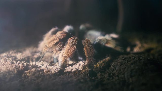 Close up shot, brown spider on ground with lighting from searching in night