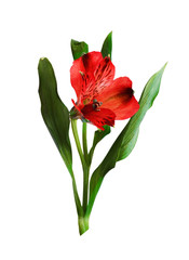 Red alstroemeria flower and green leaves