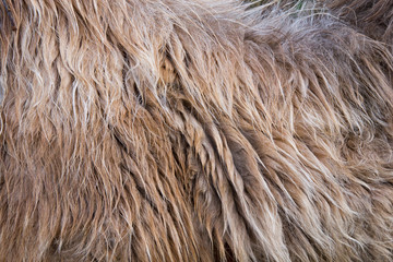 Camel fur background texture image background