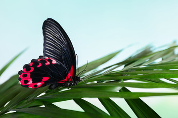 Beautiful butterfly sitting on tropical leaf outdoors