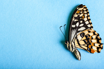 Fototapeta na wymiar Beautiful tropical butterfly on color background