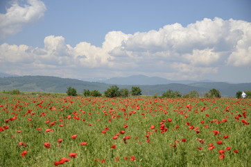 field of poppies