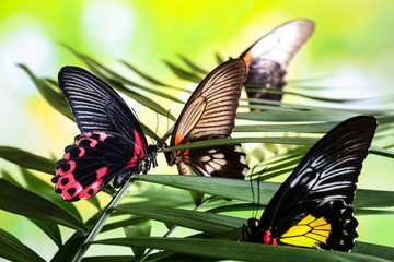 Beautiful butterflies sitting on tropical leaf outdoors