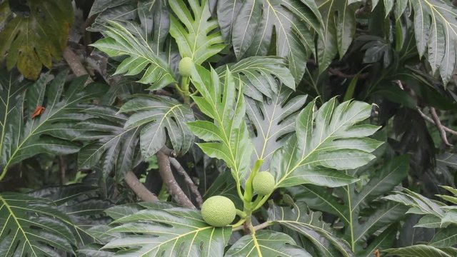 Breadfruit tree on the Caribbean island of Antigua