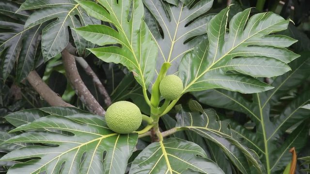 Breadfruit tree on the Caribbean island of Antigua