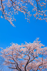 桜の花と青空　ソメイヨシノ