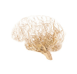 Concept human brain made from roots of tree on white background.
