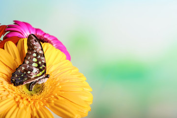 Beautiful butterfly sitting on flower outdoors