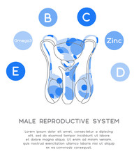 Vitamins and minerals for healthy male reproductive system. Micro and macro elements and vitamins: B, C, D, E, Omega3 and Zinc and other vector elements. Abstract illustration in blue colors