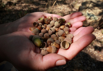 Small acorn, close-up hand