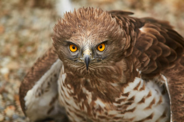 Bird of Cim de les Aligues