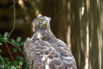 The fierce gaze of a Martial Eagle.