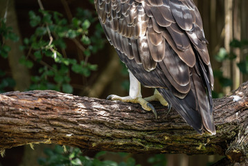 The talons and feathers of a Martial Eagle.