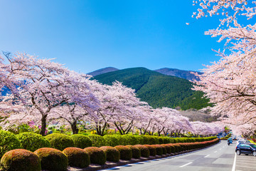 桜満開の富士霊園