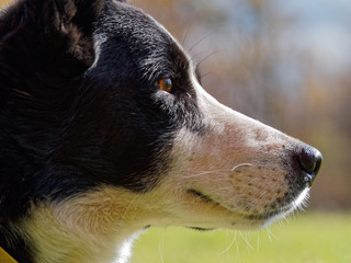 Border Collie profile