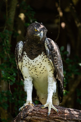 A portrait of a Martial Eagle, Africa's largest eagle.
