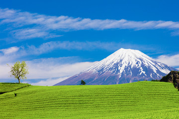 茶畑と富士山