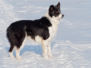 Sigi, border collie