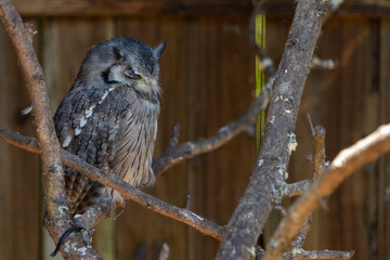 A White-faced Scops Owl sleeping on it's perch.