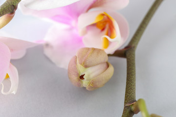 Beautiful orchid flowers on light background, closeup
