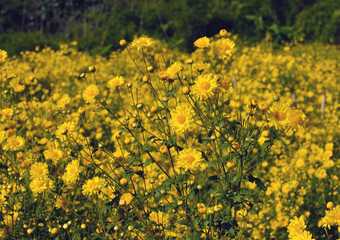 Beautiful Chrysanthemum morifolium Ramat in sun light