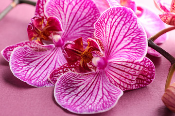 Beautiful orchid flowers on color background, closeup