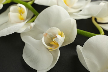 Fototapeta na wymiar Beautiful orchid flowers on dark background